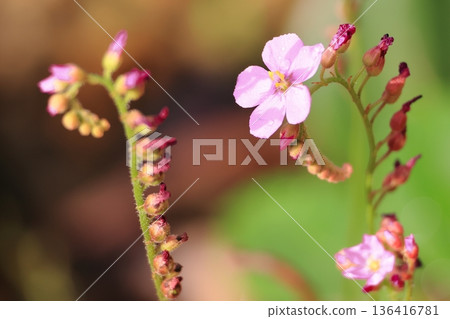 食蟲植物 136416781