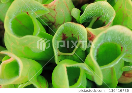 食蟲植物 136416786