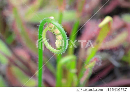 食蟲植物 136416787