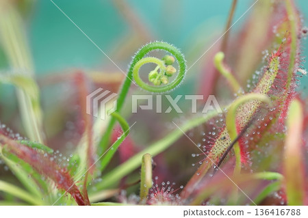 食蟲植物 136416788