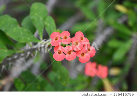 Euphorbia milii Crown of Thorns Euphorbia milii Crown of Thorns 136416799