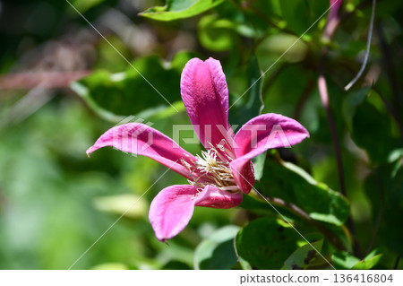 Clematis 'Princess Diana' Clematis 'Princess Diana' 136416804