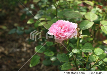 玫瑰園裡，粉紅色的玫瑰盛開了。 136416850