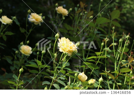 Yellow roses in the rose garden Yellow roses in the rose garden 136416856