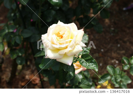 A garden full of blooming white roses A garden full of blooming white roses 136417016