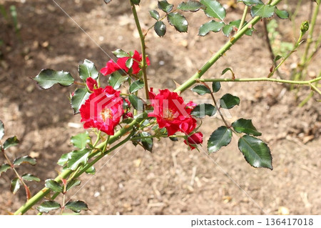 Red roses and thorns decorating the rose garden 136417018