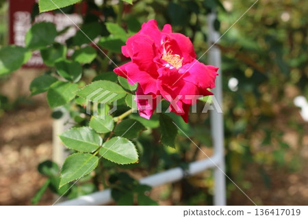 Red roses decorating the rose garden 136417019