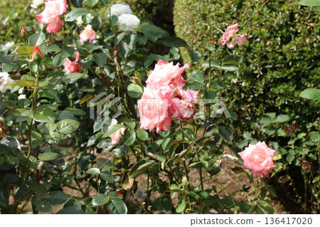 Light pink rose Light pink rose 136417020
