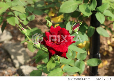紅玫瑰（奶油糖） 136417023