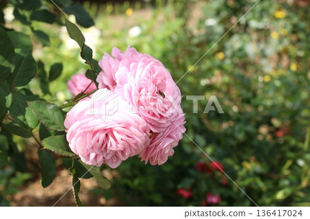 Pink roses (Marie Henriette) in full bloom decorating the flower bed Pink roses (Marie Henriette) in full bloom decorating the flower bed 136417024