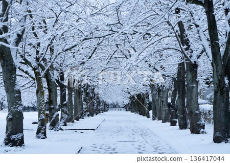 Snow-covered cherry blossom trees Snow-covered cherry blossom trees 136417044