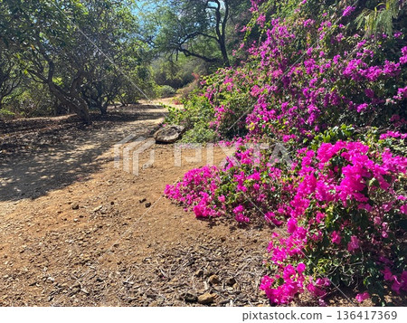 Bougainvillea at Koko Crater Botanical Garden in Hawaii Bougainvillea at Koko Crater Botanical Garden in Hawaii 136417369