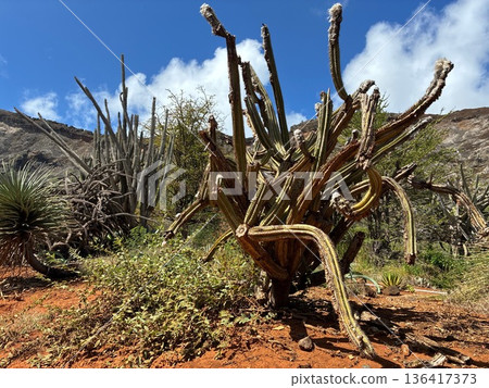 Cacti at Koko Crater Botanical Garden in Hawaii 136417373
