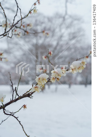 Snow-covered plum blossoms Snow-covered plum blossoms 136417409