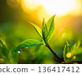 Soft sunlight over dewy green leaves, symbol of spring and seasonal renewal 136417412