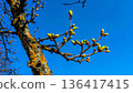 New buds on tree branches beneath a clear blue sky, marking spring transition 136417415