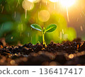 Young sprouts emerge from soil in soft rain, marking seasonal regeneration 136417417