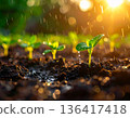 Spring rain falling on tender plants growing from fresh soil 136417418