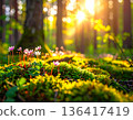 Fresh moss and tiny flowers glow on a sunlit forest floor in spring 136417419