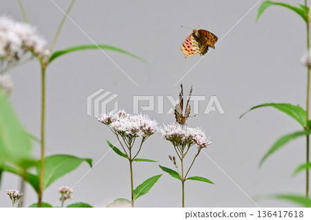 Kyoto Gyoen: Fujibakama and Indica Swallowtail Butterfly (courtship behavior) 136417618