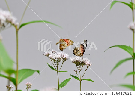 Kyoto Gyoen: Fujibakama and Indica Swallowtail Butterfly (courtship behavior) 136417621