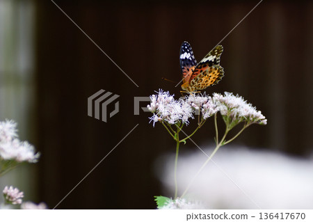 Kodo (Gyoganji Temple) Black-winged fritillary 136417670