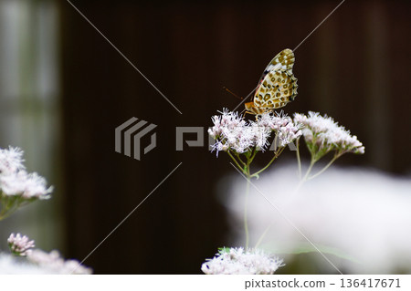 Kodo (Gyoganji Temple) Black-winged fritillary 136417671