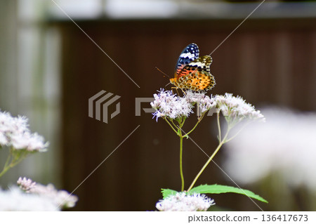 Kodo (Gyoganji Temple) Black-winged fritillary 136417673