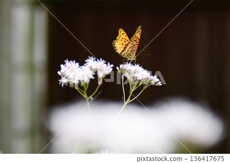 Kodo (Gyoganji Temple) Black-winged fritillary 136417675