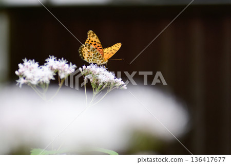 Kodo (Gyoganji Temple) Black-winged fritillary 136417677