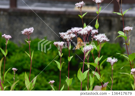 Kodo (Gyoganji Temple) Black-winged fritillary 136417679