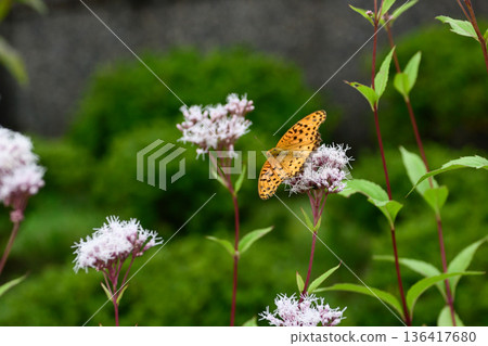 Kodo (Gyoganji Temple) Black-winged fritillary 136417680