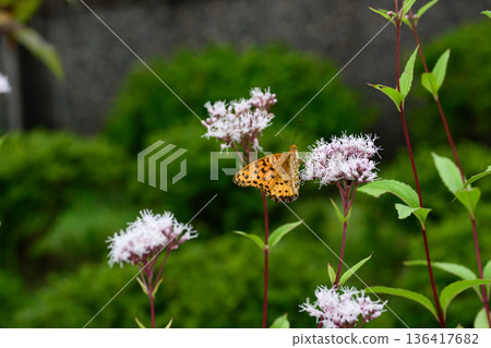 Kodo (Gyoganji Temple) Black-winged fritillary 136417682