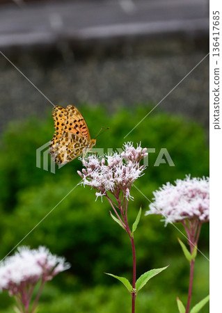 Kodo (Gyoganji Temple) Black-winged fritillary 136417685
