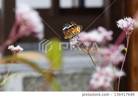 Kodo (Gyoganji Temple) Black-winged fritillary 136417686