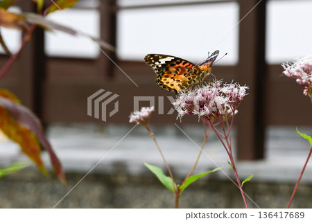 Kodo (Gyoganji Temple) Black-winged fritillary 136417689