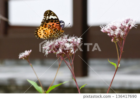Kodo (Gyoganji Temple) Black-winged fritillary 136417690