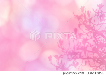 一朵盛開的玉蘭花在柔和的陽光下勾勒出優美的輪廓 一朵盛開的玉蘭花在柔和的陽光下勾勒出優美的輪廓 136417856