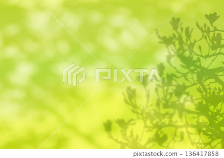 The silhouette of a blooming magnolia against the soft sunlight 136417858