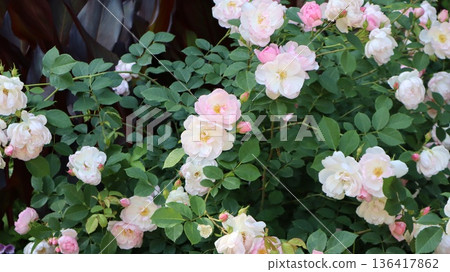 A rose landscape at Nanatsubo Park 136417862