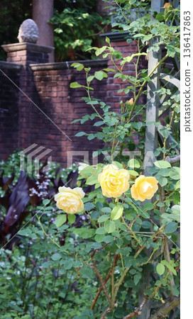 七坪公園的玫瑰景觀 136417863