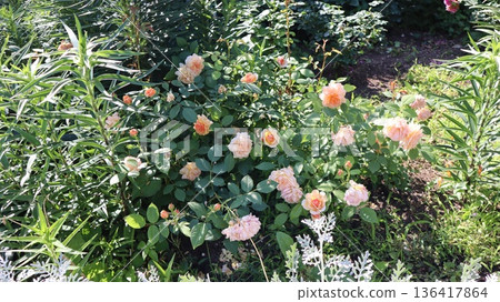 七坪公園的玫瑰景觀 136417864
