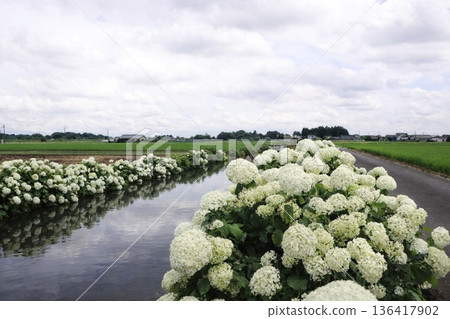 繡球花樹與天空倒映在水中－上鷂山繡球花路 136417902