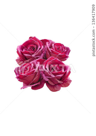A red rose, standing out from the background. A red rose, standing out from the background. 136417909