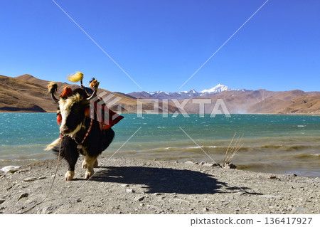 A Yak on the Shores of Yamdrok Lake in Tibet 136417927