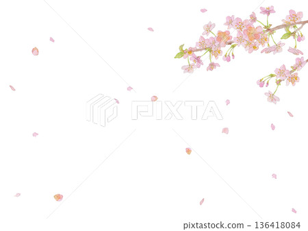 河津櫻花水彩插畫背景素材 136418084