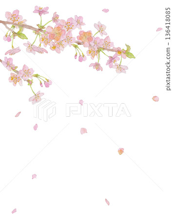 河津櫻花水彩插畫背景素材 136418085