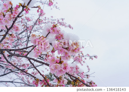 雪中的櫻花 雪中的櫻花 136418143