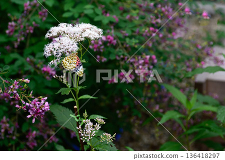 Nashiki Shrine Fujibakama and Indica fritillary 136418297
