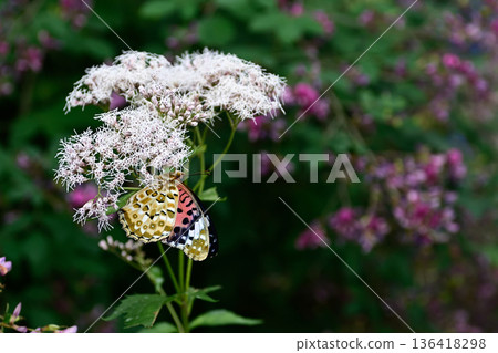 Nashiki Shrine Fujibakama and Indica fritillary 136418298